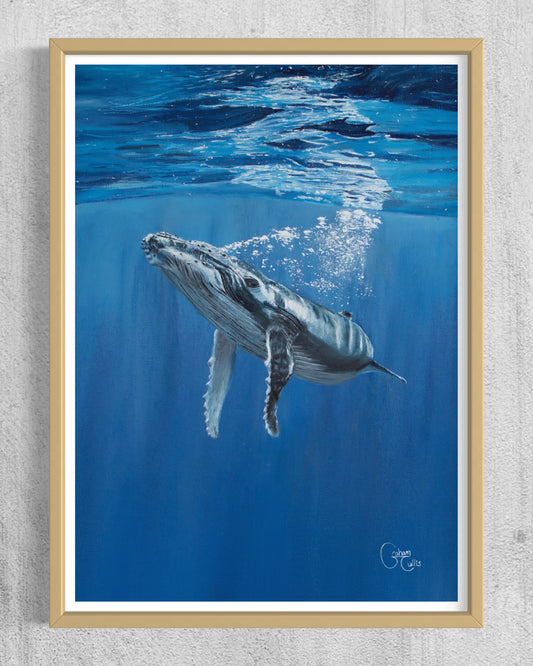 Print of Sentient (humback whale calf)